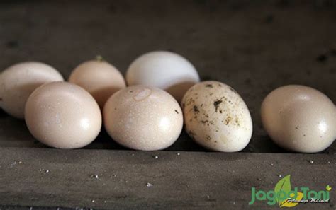 6 Fakta Tentang Ayam Cemani Rumah Potong Ayam Rpa Rumah Potong Unggas