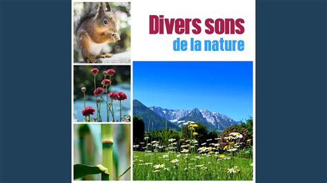 Divers Sons De La Nature Youtube