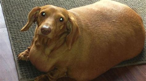 Search, discover and share your favorite fat dog gifs. fat dog 2 - Ear Hustle 411