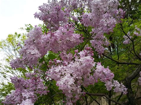 은우님의 컬렉션 • 마지막 업데이트 13일 전. 구암카페 :: 수수꽃다리