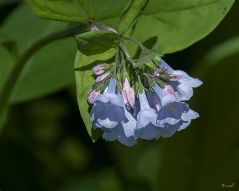 Pink Virginia Bluebells Or Virginia Cowslip Dspf0338 Photograph By