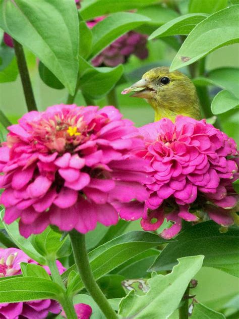 10 Plants That Feed Backyard Birds In Fall Bob Vila