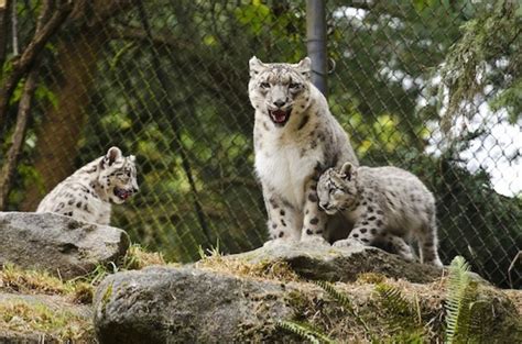 Things That Make You Go Aww Snow Leopard Cubs At Woodland Park Zoo