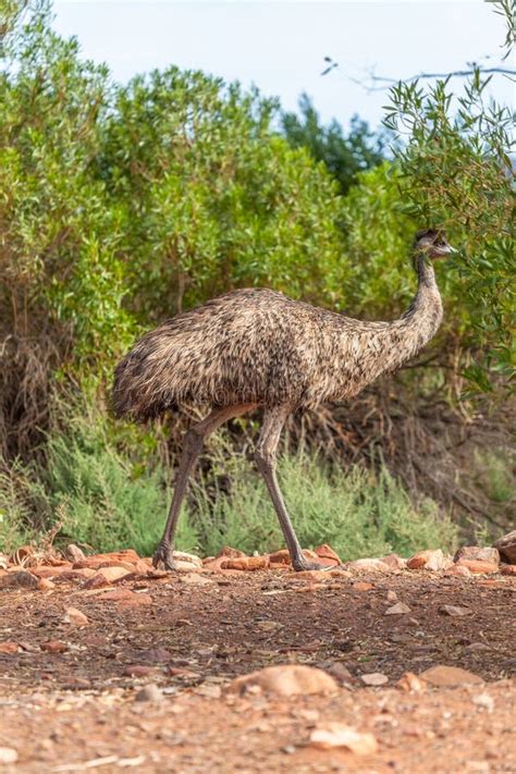 Emu Bird In The Australia Outback Stock Photo Image Of Back Isolated