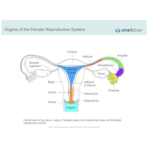 Female Reproductive Organ Labelling Labelled Diagram Gambaran