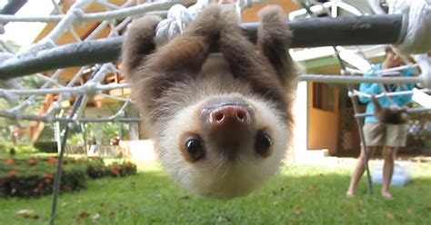 Watch Rescued Baby Sloths Have A Conversation And Try Not
