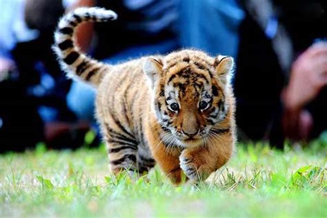 47 Cute Baby Tiger Wallpaper Wallpapersafari