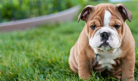 10 Dog Breeds That Have The Cutest Puppies