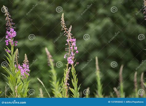 Pink Flowers Of Fireweed In Bloom Ivan Tea Stock Photo Image Of