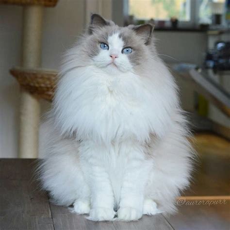 Meet Aurora The Most Beautiful And Fluffiest Princess Cat Ever