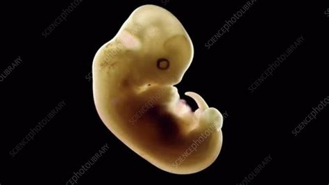 Cat Embryo Stock Video Clip K0073968 Science Photo Library