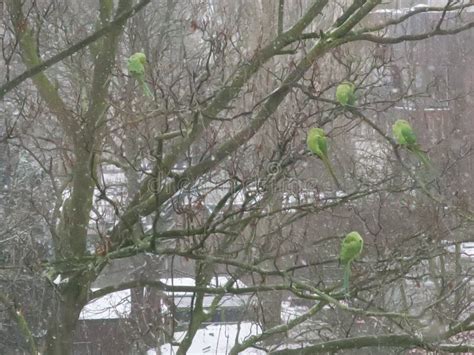 Five Green Ring Necked Parakeets Sleeping In A Winter Tree Stock Photo