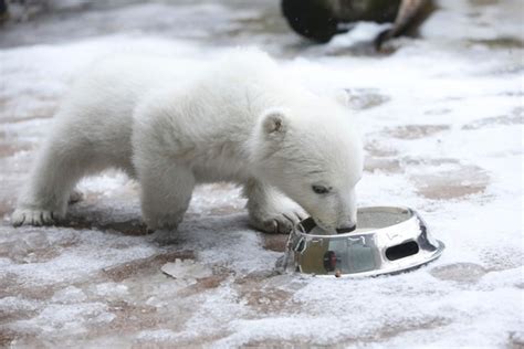 Toronto Zoo Polar Bear Named In Forces Honour Toronto Sun