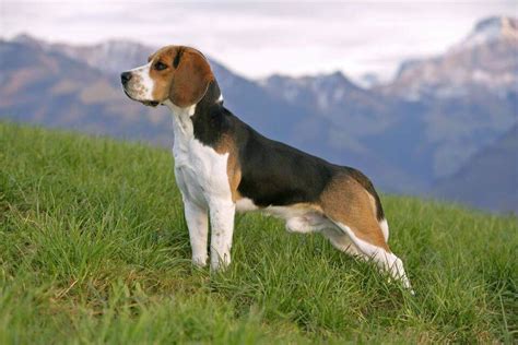 Top 10 Benefits Of Having A Beagle By