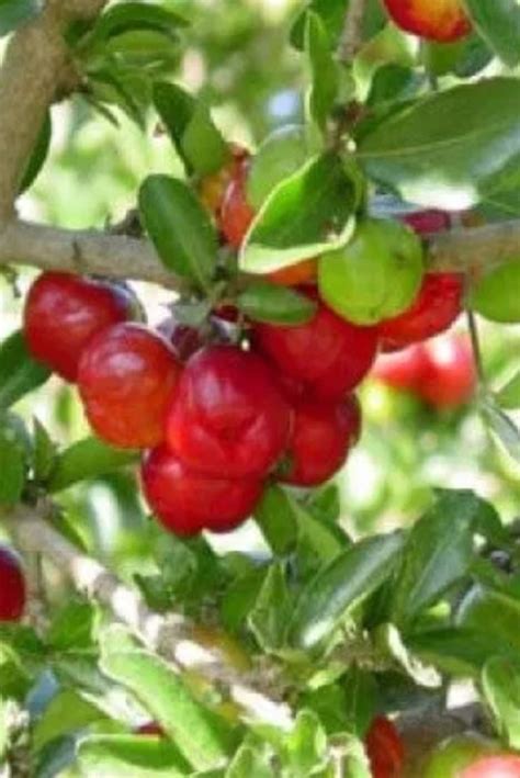 How To Grow The Barbados Cherry Tree The Best Guide And Tips Barbados