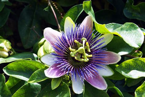 how passion flower serum helped with my anxietyhellogiggles