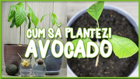 Cum Sa Plantezi Avocado Din Sambure How To Grow Avocado From Seed