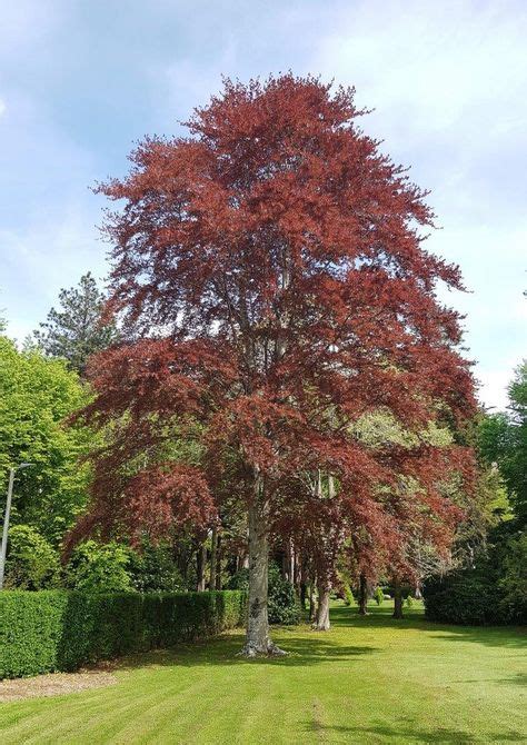 Copper Beech Tree Fagus Sylvatica ‘purpurea This Stately Tree