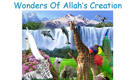 Wonders Of Allahs Creation Allah Is The Creator Of All