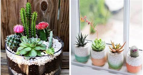 Es perfecto para tratar el estreñimiento de forma natural pues regula el tránsito de los intestinos, volviéndolos más eficientes. Ideas con cactus para decorar el hogar | Plantas
