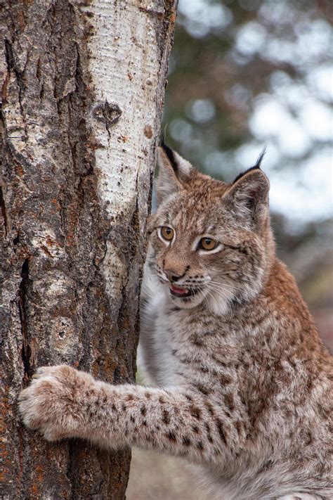 Siberian Lynx Kitten Photograph By Teresa Wilson Pixels