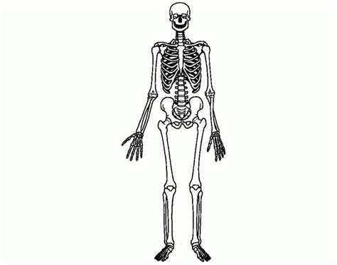 Afs was available at afs.msu.edu and netfiles.msu.edu. Skeletal System - PurposeGames