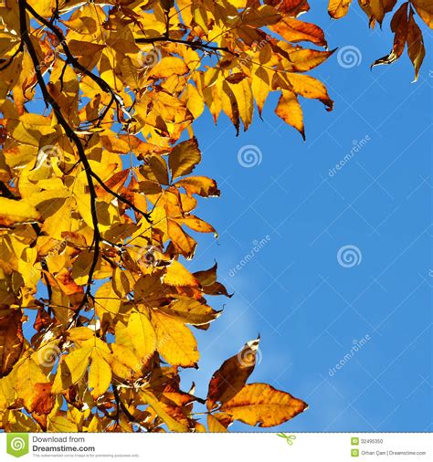 Yellow Autumn Leaves Background Stock Photo Image Of Garden Gold