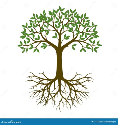 Green Spring Tree With Root Vector Illustration Stock Vector
