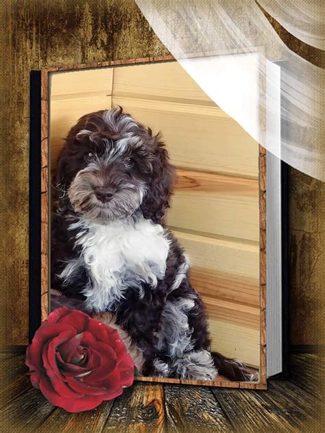 Start your matchmaker process right away and we'll scour the uptown network for current and upcoming litters that match your profile based on temperament, size, coat color, gender. Puppies For Sale | Labradoodle puppies for sale, Puppies ...