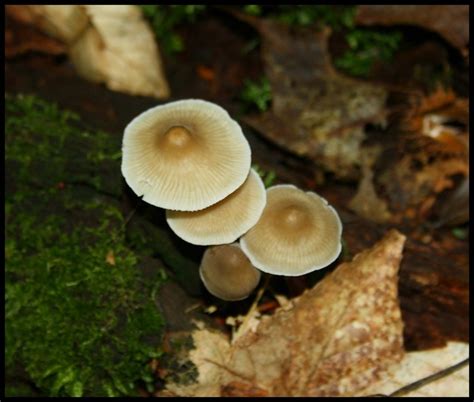 Michigan Mushroom Flickr Photo Sharing