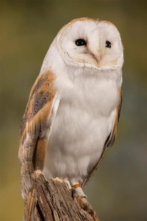 Answers to your questions about the barn owl nest. Barn Owl - Open Farm and Mini Zoo Ardmore Waterford