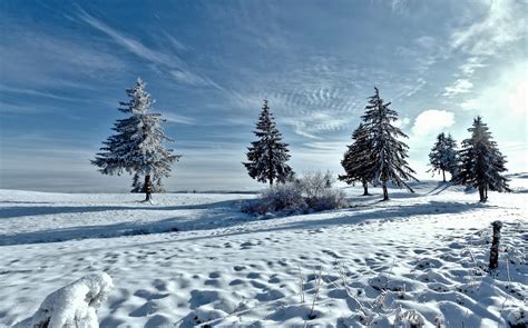 3840x2160 Resolution Snow Covered Trees Under Blue Cloudy Skies Hd