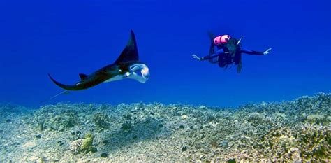 Manta Ray Snorkel Dive Tours Along The Kona Coast 2023