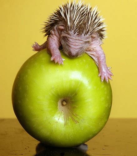 10 Of The Cutest Photos Of Baby Hedgehogs Featured Creature