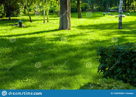 Early Summer Landscape Old Park Trees Bushes Green Grass Bright