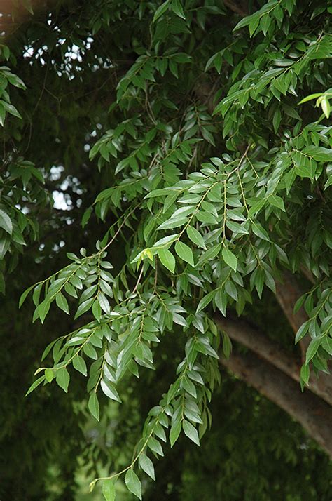 Ulmus parvifolia, as it is botanically named, is technically a deciduous tree in most locations but almost considered a semi evergreen tree. Drake Elm (Ulmus parvifolia 'Drake') in Lafayette ...