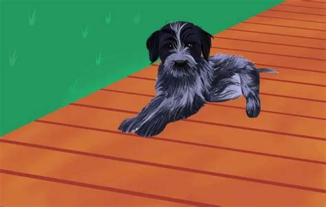 Blue Heeler Poodle Mix An Ultimate Guide Designer Dog World