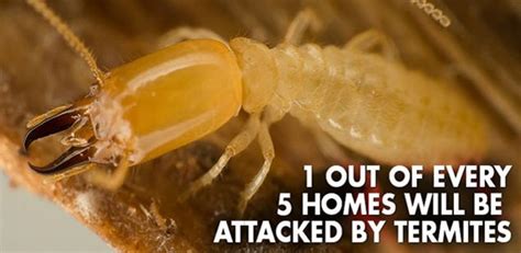 Termites Can Destroy Your Home Make Sure Your Home Isnt The Target