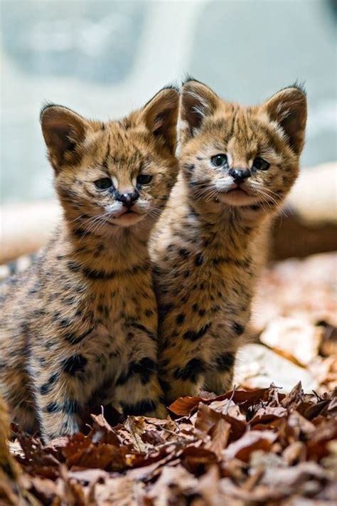 Maybe you would like to learn more about one of these? plasmatics-life: " Two cute serval babies via/more By ...