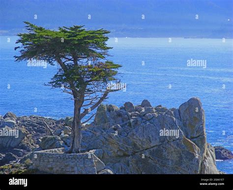 Lone Cypress Tree At Pebble Beach Taken 2008 California Usa Stock