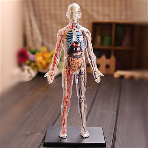 Buy New 4d Vision Human Torso Body Model Anatomy Anatomical Medical