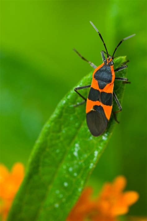 Check spelling or type a new query. Milkweed Bug | HGTV
