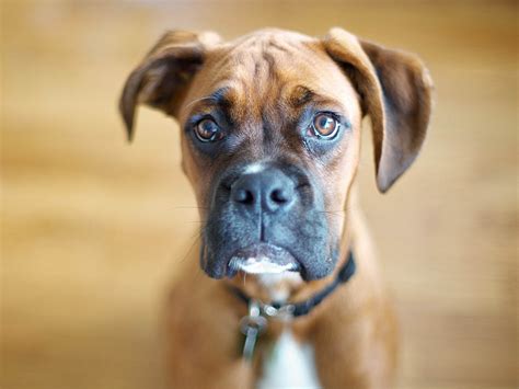10 Facts About Boxers 3 Million Dogs