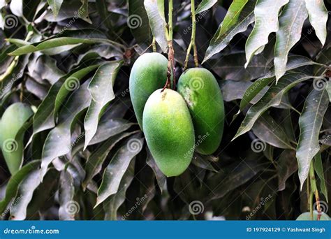 Fresh Green Mango Hanging On Mango Tree Stock Image Image Of Summer