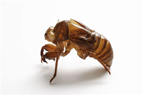 A Comparison Between Locusts And Cicadas To Help You Identify Them 2024