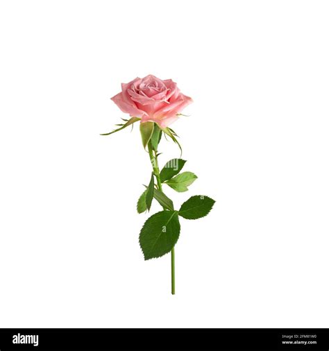 Single Pink Long Stem Rose Hi Res Stock Photography And Images Alamy