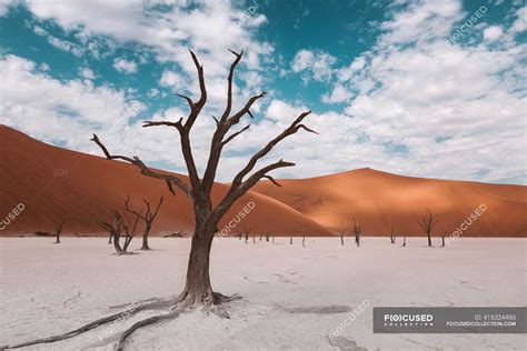 Skeleton Trees In The Namibian Desert In Africa — Recreation Natural