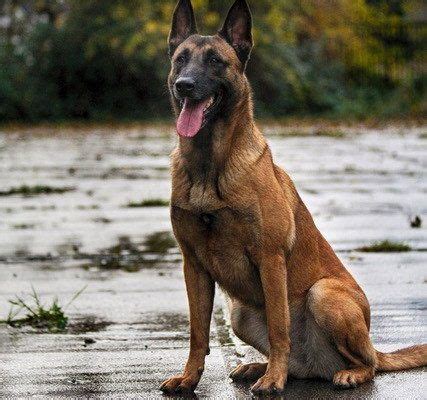 Mohawks malinois is the result of years of breeding and competing with belgian malinois. Belgian-Malinois-For-Sale | Animal | Malinois puppies ...
