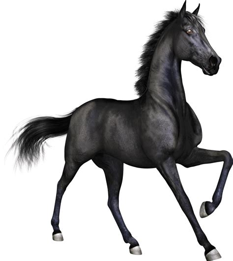 Horses Png 10 Free Cliparts Download Images On Clipground 2023