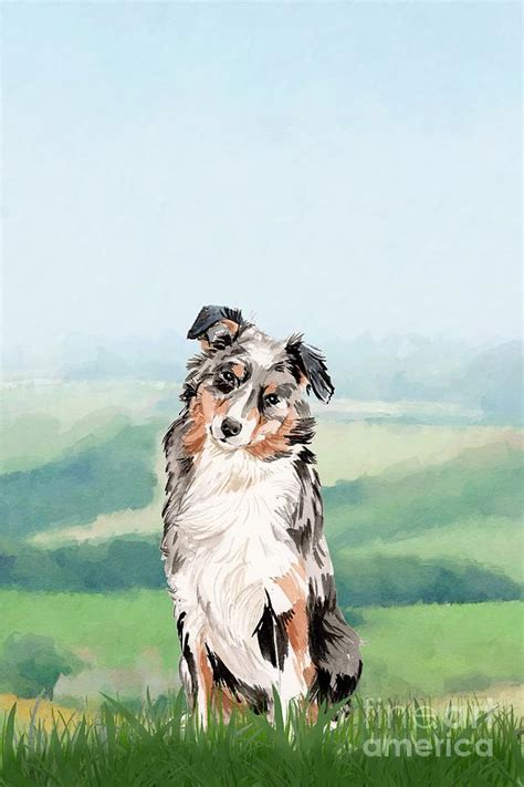 Australian Shepherd Painting By John Edwards